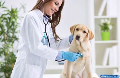 Ветеринарная помощь. Профессиональные услуги ветеринара